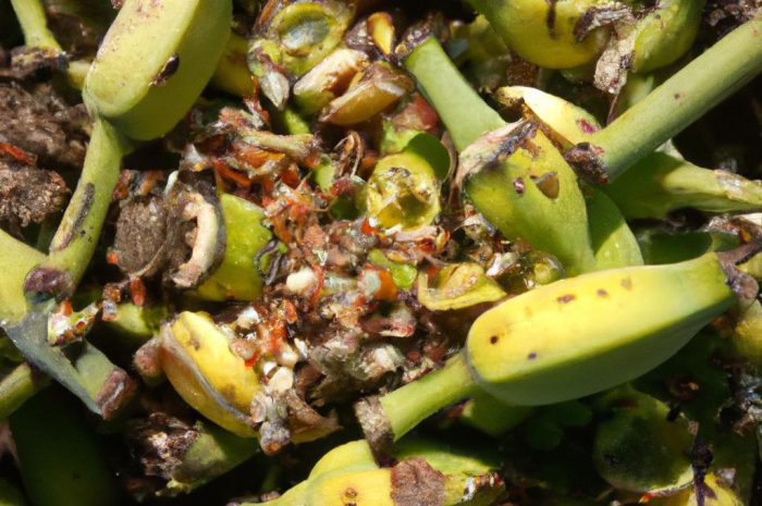 Nawóz z banana – jak go zrobić i do czego dokładnie się przyda?