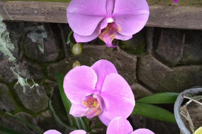 Nawóz z czosnku do storczyka to niekonwencjonalne rozwiązanie w jego uprawie