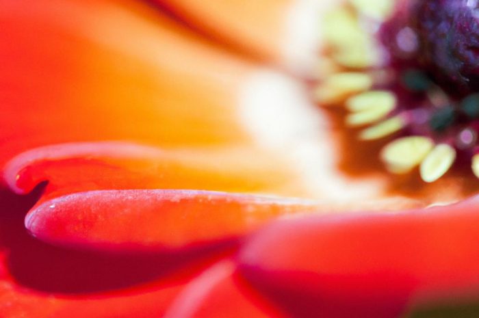 Nazwy kwiatów i ich znaczenie. Poznaj sekrety nazewnictwa kwiatów doniczkowych i ogrodowych