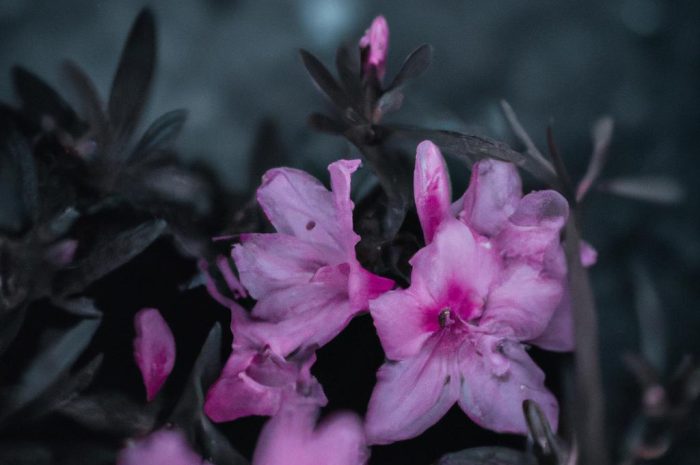 Nemezja powabna (Nemesia strumosa) – uprawa. Ozdobny kwiat, który można uprawiać na tarasie i w ogrodzie