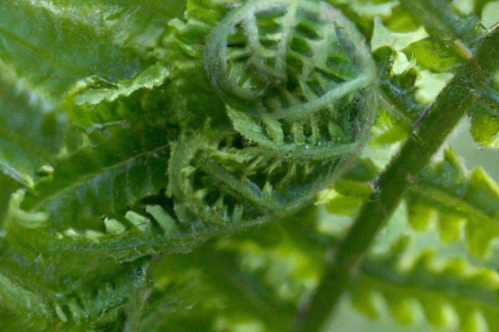 Nerecznica samcza – co to za roślina? Uprawa paproci narecznicy samczej. Jakiej gleby potrzebuje Dryopteris filix-mas?