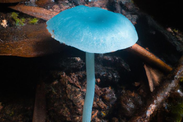 Niebieski grzyb w polskich lasach – gdzie można go znaleźć?