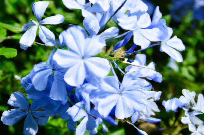 Niebieskie kwiaty – lista roślin ogrodowych kwitnących na niebiesko