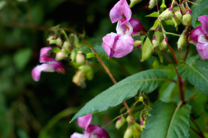 Niecierpek gruczołowaty – silnie inwazyjna roślina o pięknych kwiatach