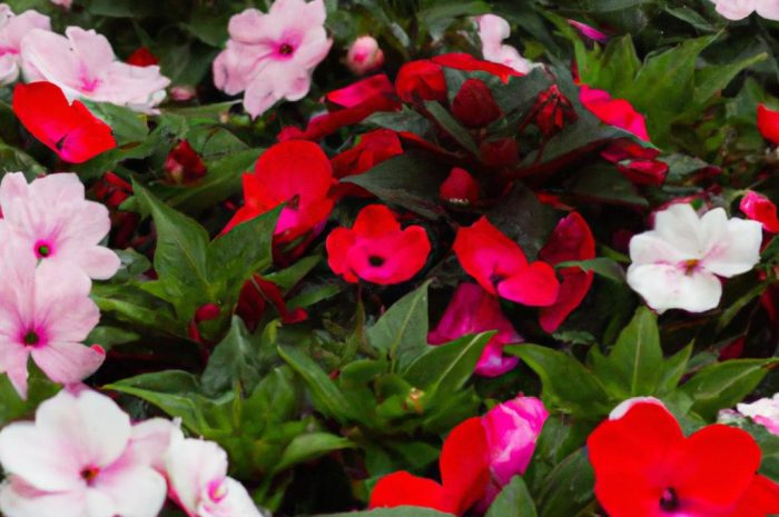 Niecierpek nowogwinejski – uprawa rośliny i jej wymagania