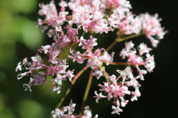 Niecierpek waleriana – długokwitnąca roślina ozdobna. Jak uprawiać ją w swoim ogrodzie?
