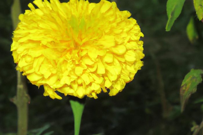 Niesamowity nagietek – uprawa rośliny o cudownych właściwościach. Sprawdź, dlaczego warto mieć ją w ogrodzie!