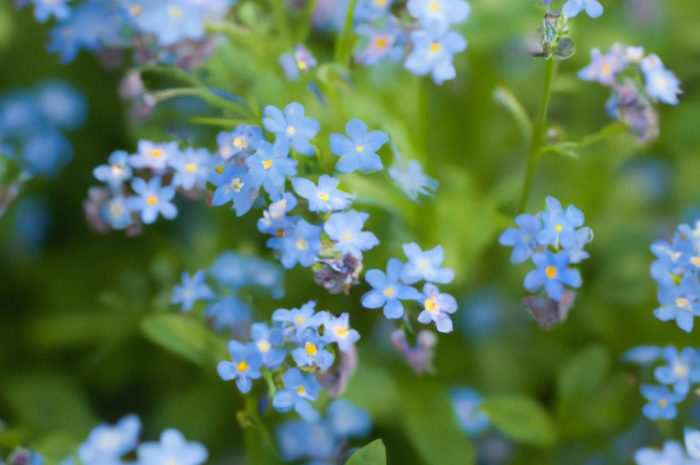 Niezapominajka – wiosenna ozdoba twojego ogrodu. Jakie są warunki uprawy i odmiany tych kwiatów?