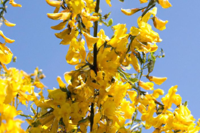 Niezwykła ozdoba ogrodu, czyli żarnowiec miotlasty. Jak wygląda uprawa tego ciekawego krzewu?