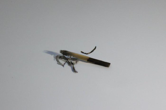 Nikandra – naturalny odstraszacz komarów