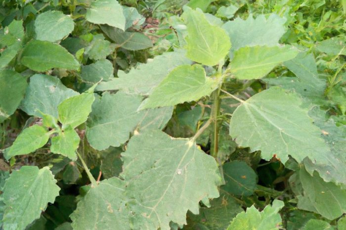 Nostrzyk – uprawa i zastosowanie