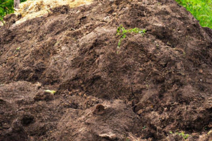 Obornik jako nawóz – jak z niego korzystać w przydomowym ogrodzie?