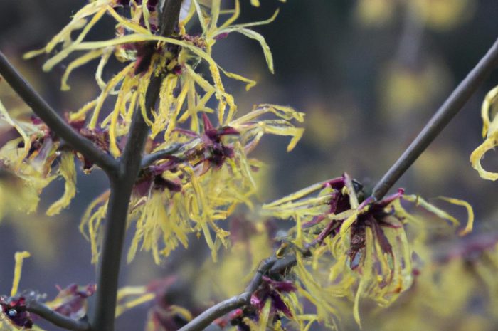 Oczar – krzew kwitnący zimą. Poznaj zasady jego uprawy!