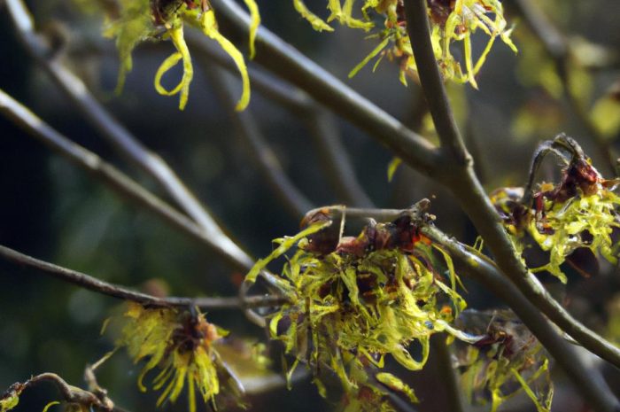 Oczar pośredni – poznaj sposób uprawy i pielęgnacji rośliny