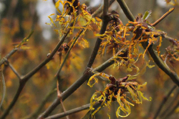 Oczar wirginijski – właściwości i zastosowanie w kosmetyce rośliny hodowanej przez rdzennych Indian Ameryki Północnej