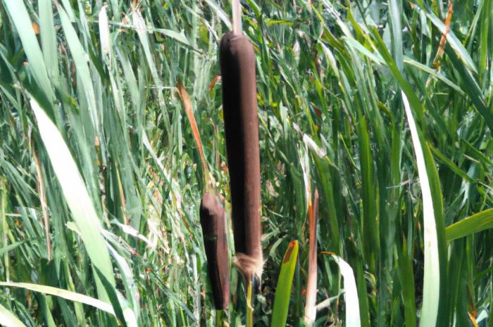 Oczeret – cechy charakterystyczne, występowanie i uprawa rośliny