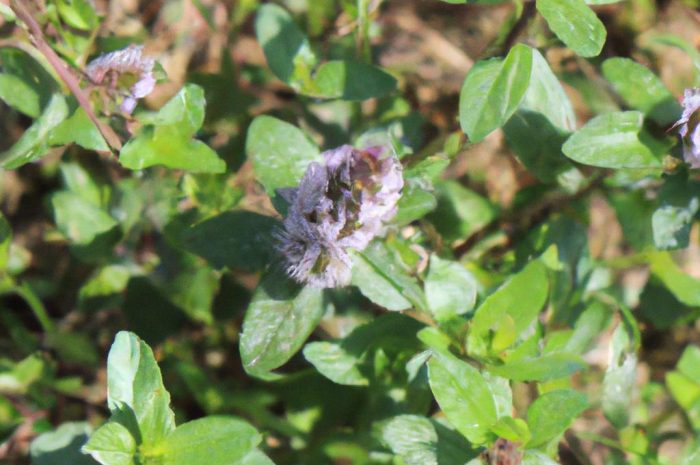 Odętka wirginijska (Physostegia virginiana) – uprawa, odmiany i zastosowanie długo kwitnącej rośliny