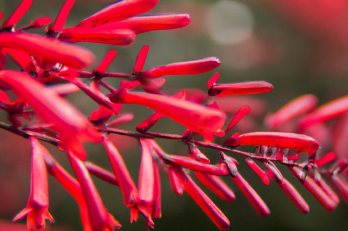 Ognik szkarłatny – dekoracyjny krzew do twojego ogrodu