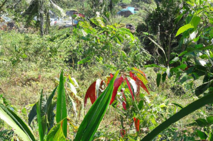 Ogród leśny – zaciszne miejsce odpoczynku