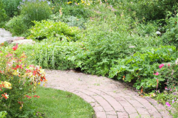 Ogród prowansalski – jak wykonać tę aranżację i jakie rośliny posadzić?