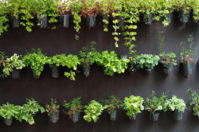 Ogród wertykalny – zielona ściana z roślin w domu i biurze. Konstrukcja, montaż i podlewanie