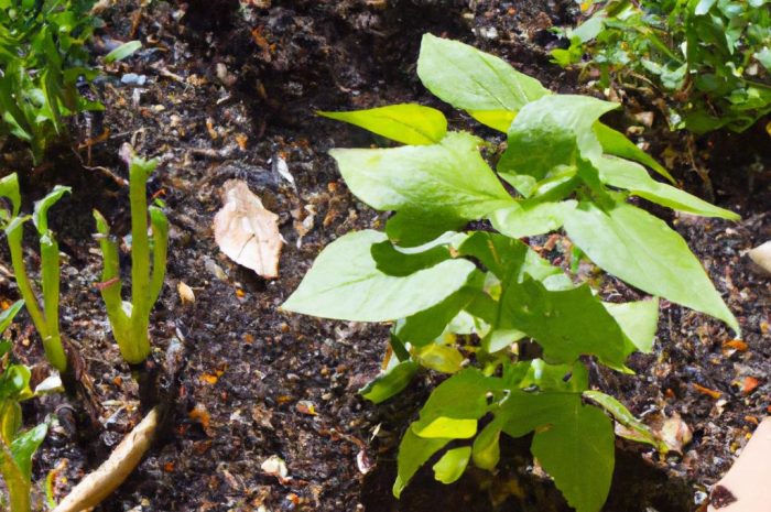 Ogród wodny – poradnik. Jak założyć zbiornik wodny na podwórku i jakie rośliny posadzić?