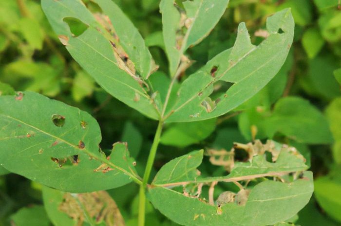 Ogrodnica niszczylistka – niepozorny żuczek, który niszczy twoje rośliny. Jak z nią walczyć?