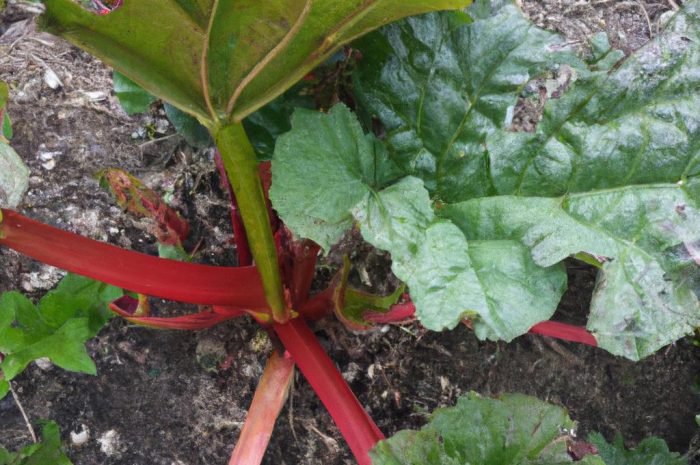 Ogrodowy rabarbar – uprawa i pielęgnacja