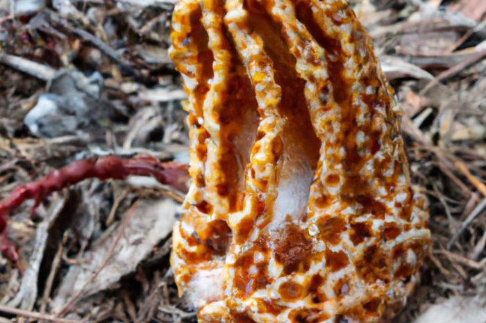 Okratek australijski Clathrus archeri — fascynujący grzyb kwiatowca w Polsce