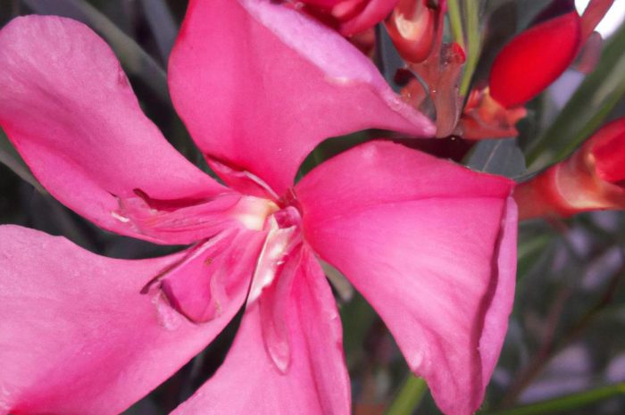 Oleander – co to za kwiat? Uprawa i pielęgnacja oleandrów