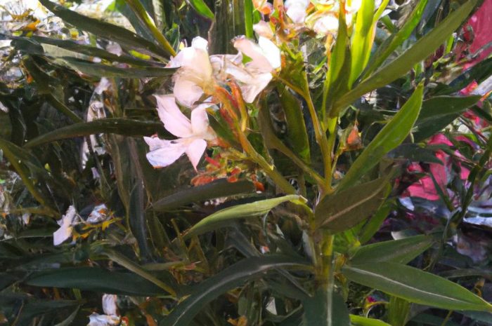 Oleander – zimowanie, pielęgnacja i nawożenie