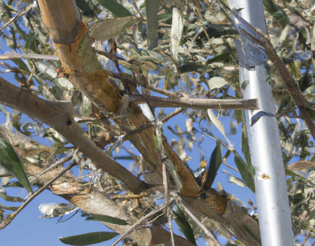 Afelandra – jak uprawiać tę roślinę?