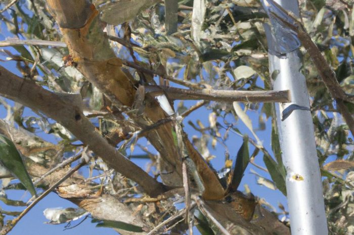 Oliwnik wąskolistny – jak powinna wyglądać uprawa i pielęgnacja tego drzewa? Sprawdź, jakie są jego wymagania!