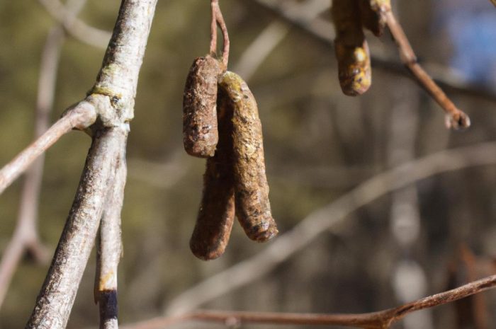 Olsza szara (Alnus incana) – jak wygląda ta roślina? Sprawdź, jakie ma wymagania uprawowe i pielęgnacyjne!
