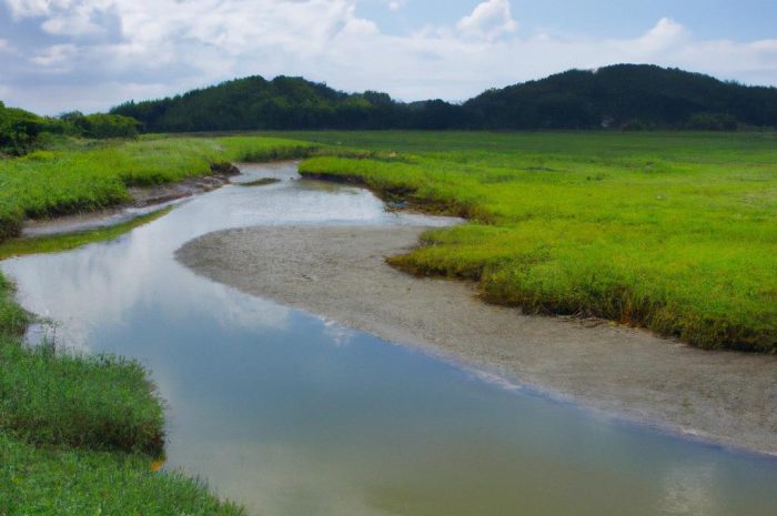 Olsza szara i olsza czarna to popularne w Polsce gatunki. Gdzie można je spotkać?