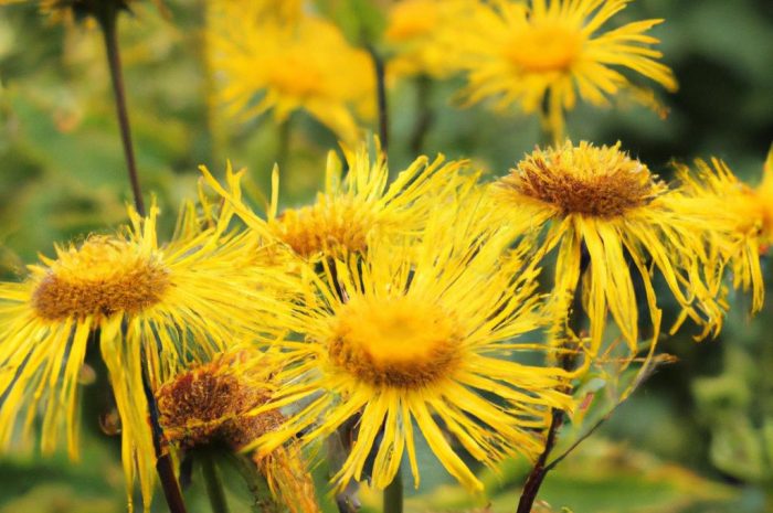 Oman wielki – jak hodować w swoim ogrodzie Inula helenium?