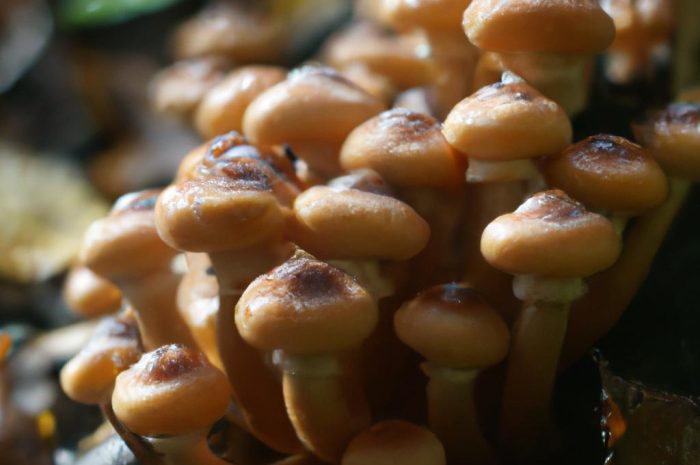 Opieńka miodowa (Armillaria mellea) – wszystko, co warto wiedzieć o tym smacznym grzybie