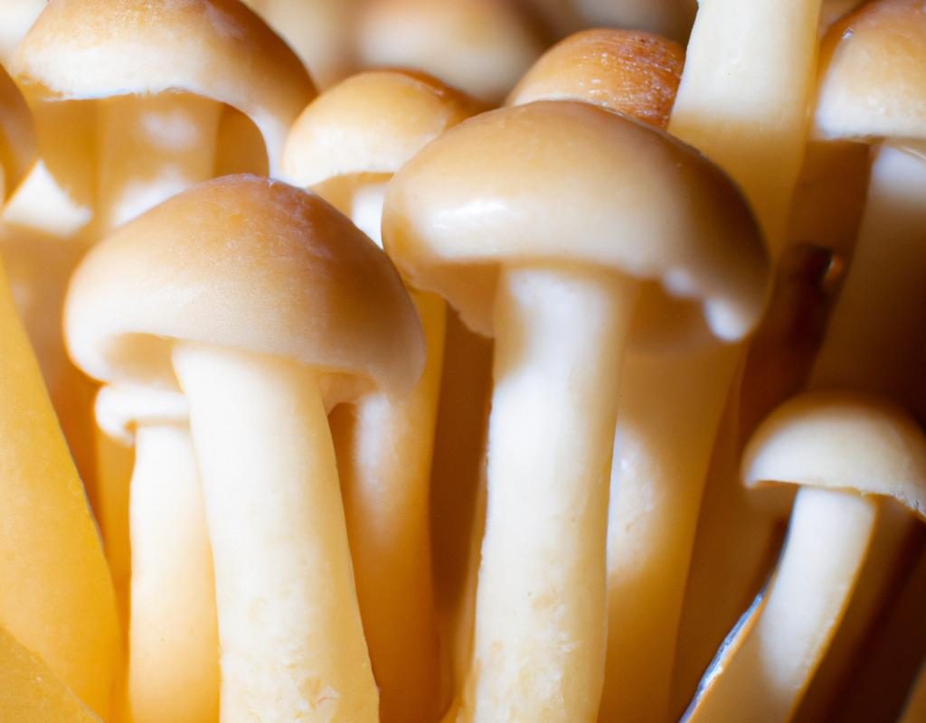 Agapant – roślina o ciekawych kwiatach. Uprawa na tarasie w donicy