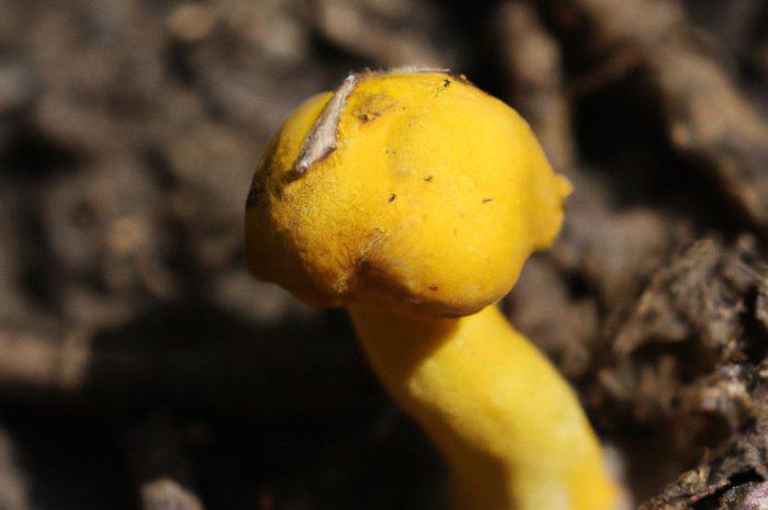 Opieńka żółtawa (Armillaria gallica) – poznaj gatunek grzybów z rodziny obrzękowcowatych