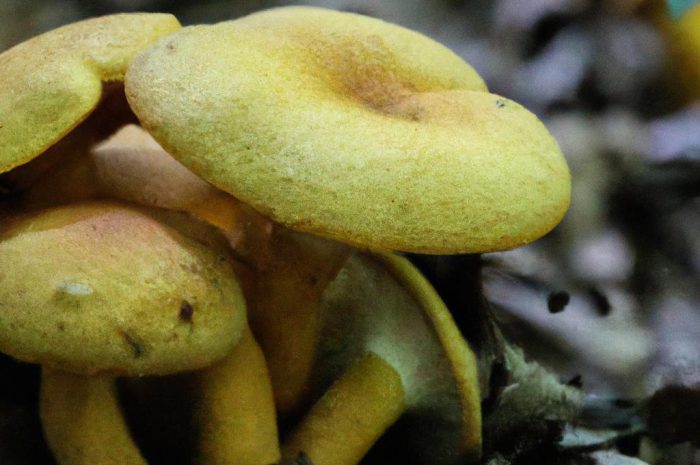 Opieńki – charakterystyczne grzyby o miodowo-żółtych kapeluszach