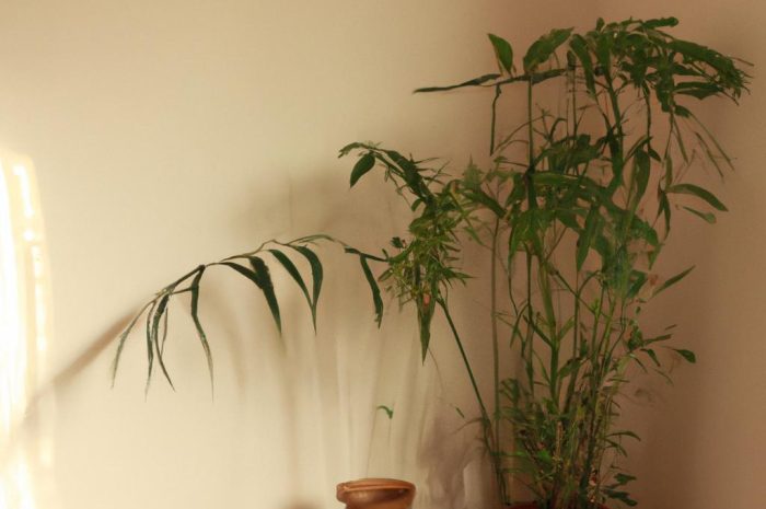 Opinia projektanta z Salonów Agata – namiastka ogrodu we wnętrzach, czyli pomysły na wykorzystanie żywej roślinności w domu