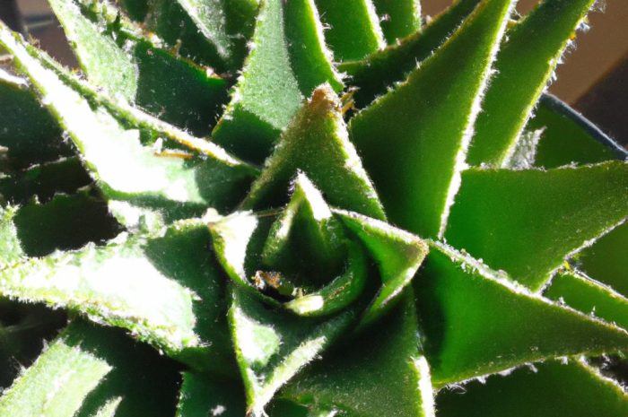 Oplątwa – ciekawa egzotyczna roślina do twojego domu