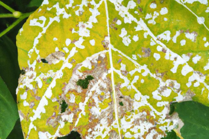 Opuchlaki w ogrodzie – czym są? Jak zwalczać szkodniki, które wygryzają dziury w liściach rododendronów i azalii?