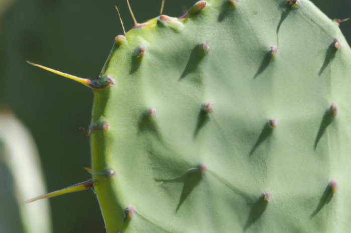 Opuncja, czyli jadalny kaktus