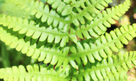 Agawa – łatwa w uprawie roślina do domu i ogrodu