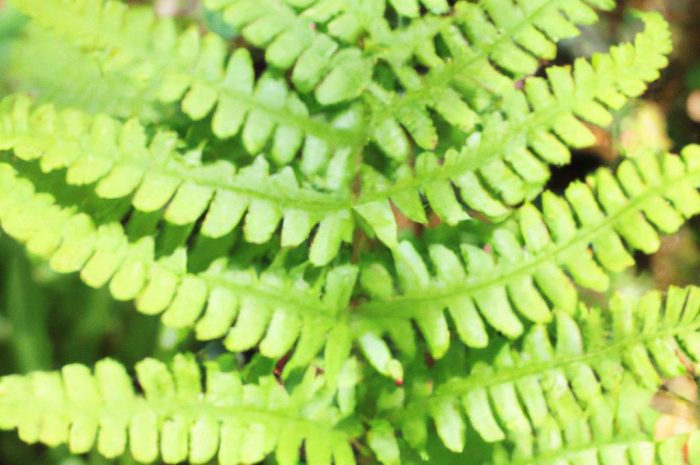 Orlica pospolita – paproć o bujnym wzroście. Czy jest trująca?