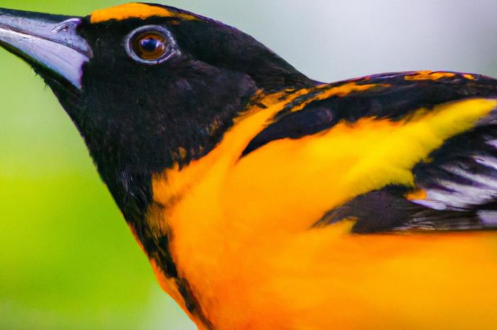 Orlik pospolity – pogromca ślimaków i nie tylko