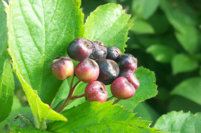 Orszelina olcholistna – pielęgnacja i uprawa Clethra alnifolia