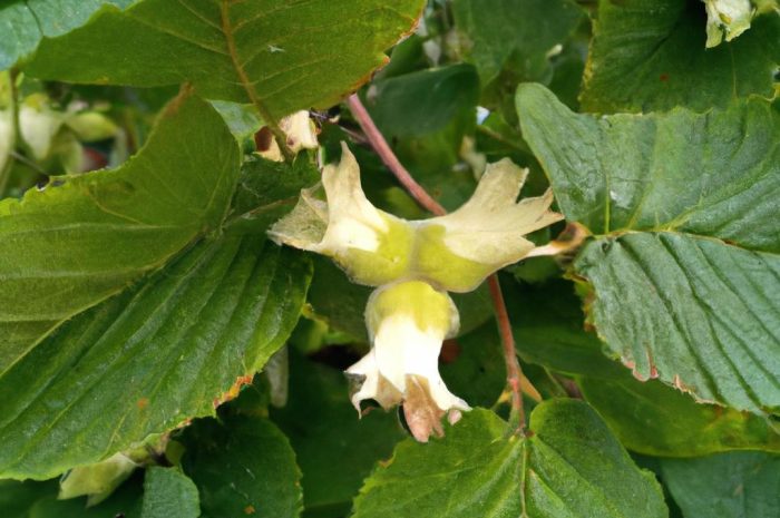 Orzesznik – czym charakteryzuje się roślina przeorzech, jak ją sadzić i odpowiednio pielęgnować?