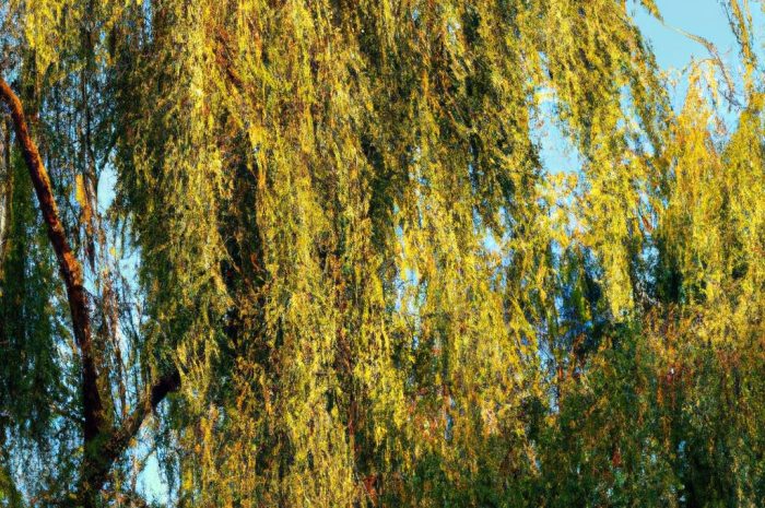 Osika, czyli topola drżąca – czy warto ją mieć w ogrodzie? Tajniki uprawy